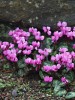 List of Poisonous House Plants and Their Associated Illness Symptoms for Pets