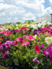 Annual Flowers