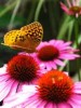Perennial Flower Backyard Tips