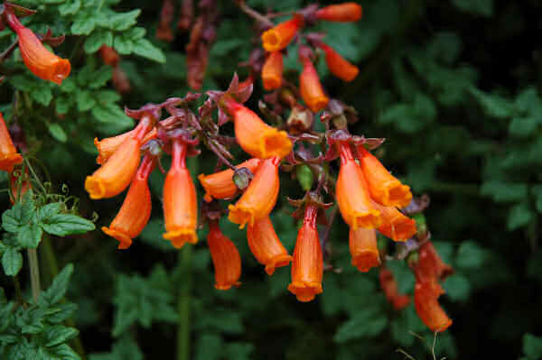 drought tolerent plants