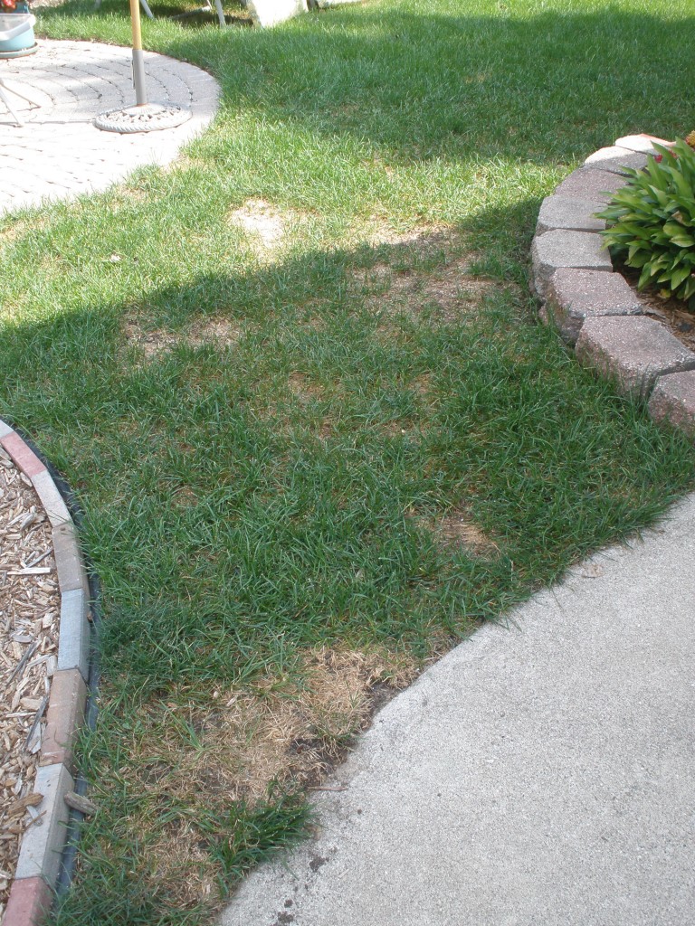 lawn damage