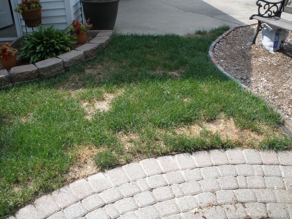 home information-dog damaged lawn-home improvement ideas