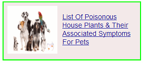 list of poisonous house plants & their associated symptoms for pets