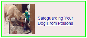 safeguarding your dog from poisions