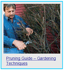 pruning guide gardening techniques