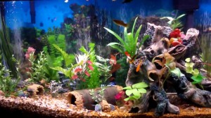 home fish tank